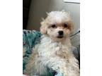 Adopt Tom a White Bichon Frise / Mixed dog in Seattle, WA (37240434)