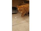 Adopt Harry a Orange or Red Tabby British Shorthair (short coat) cat in San