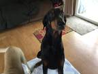 Adopt Buddy a Black - with Tan, Yellow or Fawn Doberman Pinscher / Mixed dog in