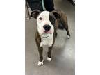 Adopt STRAWBERRY a Boxer, Pit Bull Terrier
