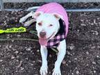 Adopt EMMIE a Pit Bull Terrier, Mixed Breed