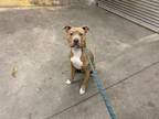 Adopt PICCOLO a Pit Bull Terrier