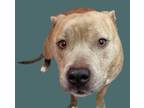 Adopt LUCY* a Pit Bull Terrier