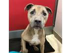 Adopt M a Pit Bull Terrier, Mixed Breed