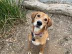 Adopt CUPCAKE a Bloodhound, Mixed Breed