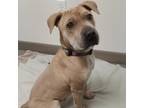 Adopt Cesar a Pit Bull Terrier, Shar-Pei