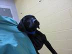 Adopt ALAN OSMOND a Labrador Retriever, Mixed Breed