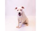 Adopt Pen 198 Munster a Pit Bull Terrier