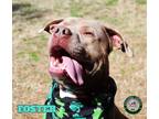 Adopt 23-02-0300 Foster a Pit Bull Terrier