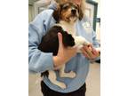 Adopt Barnes a Beagle, Mixed Breed