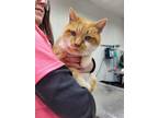 Adopt Opey a Domestic Short Hair