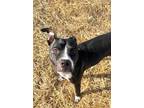 Adopt Scout a Pit Bull Terrier, Mixed Breed