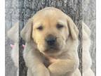 Labrador Retriever PUPPY FOR SALE ADN-549354 - AKC Labrador Retriever Puppies