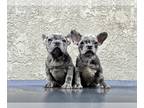 French Bulldog PUPPY FOR SALE ADN-549699 - Rare Colored Puppies