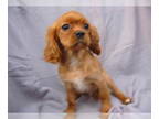 Cavalier King Charles Spaniel PUPPY FOR SALE ADN-549636 - Cavalier King Charles