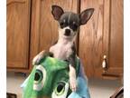 Chihuahua PUPPY FOR SALE ADN-549548 - AKC AppleHead Chihuahua for sale in Auburn