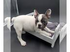French Bulldog PUPPY FOR SALE ADN-549683 - AKC French bulldog puppies