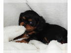 Cavalier King Charles Spaniel PUPPY FOR SALE ADN-549228 - Cavalier King Charles