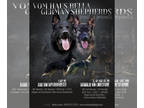 German Shepherd Dog PUPPY FOR SALE ADN-548843 - AKC German Shepherd puppies