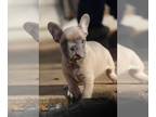 French Bulldog PUPPY FOR SALE ADN-549472 - Lilac Frenchie available