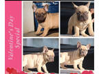 French Bulldog PUPPY FOR SALE ADN-549480 - Fawn Frenchie available