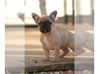 French Bulldog PUPPY FOR SALE ADN-549481 - Fawn and white frenchie