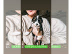 Sheepadoodle PUPPY FOR SALE ADN-549597 - Sheepadoodle Puppies