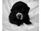 Golden Labrador PUPPY FOR SALE ADN-549612 - Retriever Labrador puppies