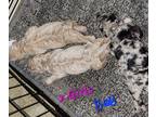 Bordoodle PUPPY FOR SALE ADN-549216 - F1b Bordoodle Puppies Born Jan 23
