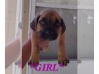 Cane Corso PUPPY FOR SALE ADN-549709 - Cane corso puppies