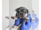 French Bulldog PUPPY FOR SALE ADN-549529 - French Bulldog