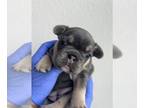 French Bulldog PUPPY FOR SALE ADN-549530 - French Bulldog