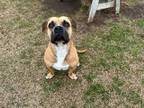 Adopt CLEVELAND a Boxer, Mixed Breed