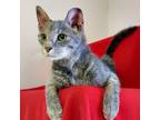 Adopt Kletus a Dilute Calico