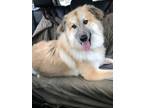 Adopt 4PAWS Bear a Great Pyrenees