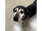 Adopt Mouse a Bluetick Coonhound