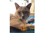 Adopt KINGSLEY a Tonkinese