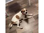 Adopt Libby a Jack Russell Terrier