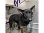 Adopt Tazer a German Shepherd Dog