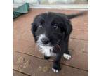 Adopt Rolo a Border Collie, Labrador Retriever
