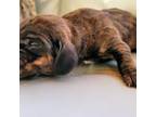 Basset Hound Puppy for sale in Kingston, TN, USA