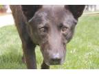 Adopt Regal Ramsey a German Shepherd Dog, Chow Chow