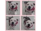 Adopt COCO a American Bully