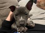 Adopt Hippo a American Bully, Pit Bull Terrier