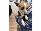 Adopt Bella a Terrier, Mixed Breed