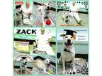 Adopt Zack a Husky, Labrador Retriever