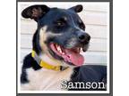 Adopt Sampson a Australian Kelpie