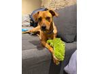 Adopt Cali a Brown/Chocolate Labrador Retriever / Mixed dog in Niagara Falls