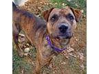 Adopt Brino a Brindle Mountain Cur / Mixed dog in Harrisonburg, VA (37255766)