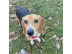 Adopt Dexter a Brown/Chocolate Beagle / Mixed dog in Harrisonburg, VA (37255763)